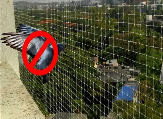 Kuş Filesi ve Kuşkonmaz Filesi